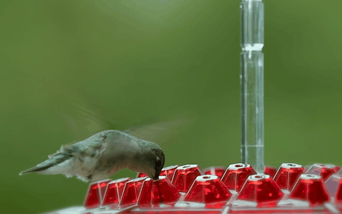 Diamond Shaped Hummingbird Feeder with Bee Blocking Ports and Raised Design