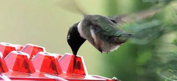 Diamond Shaped Hummingbird Feeder with Bee Blocking Ports and Raised Design