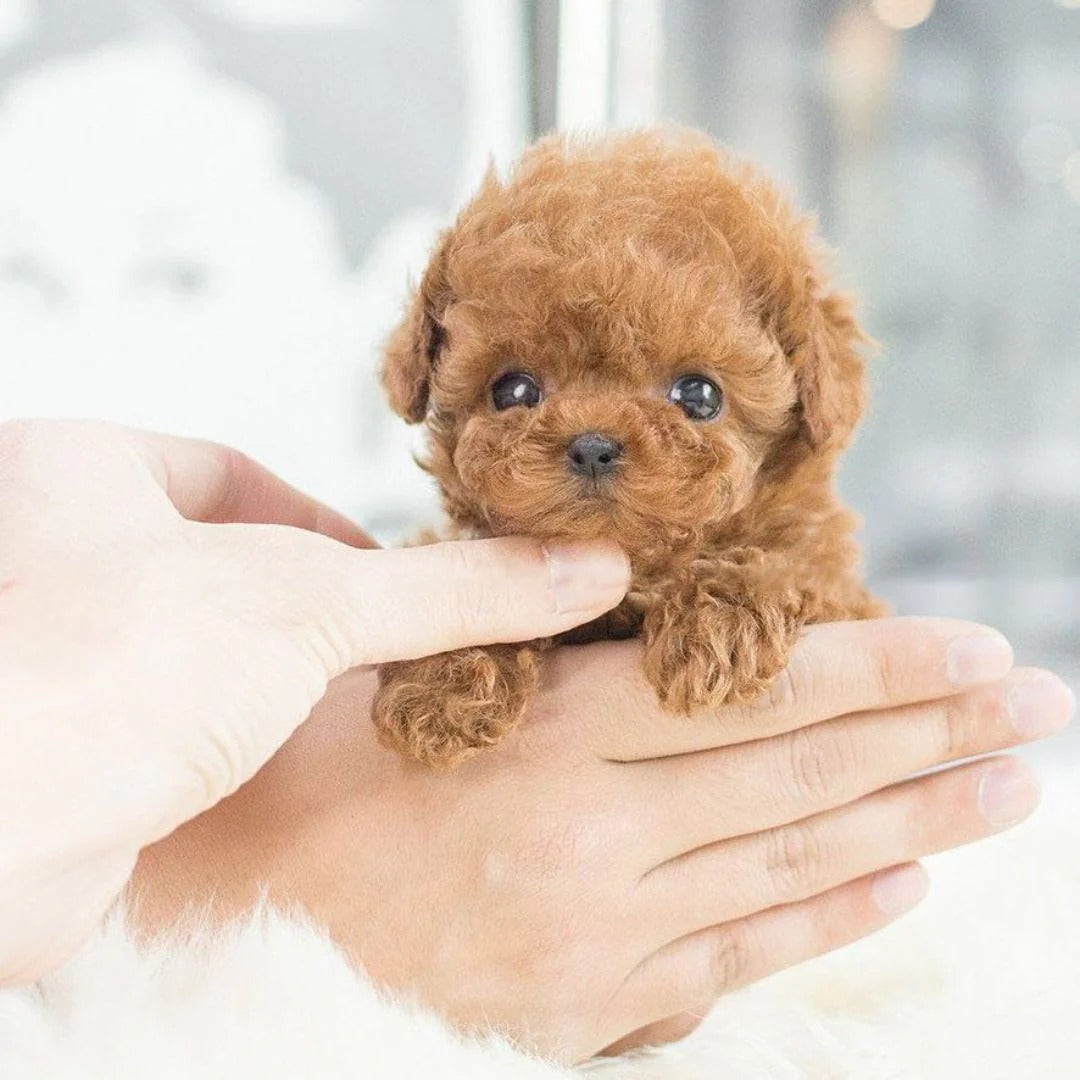 Interactive Robotic Puppy with Voice Recognition and Touch Sensors, Portable Carry Pouch