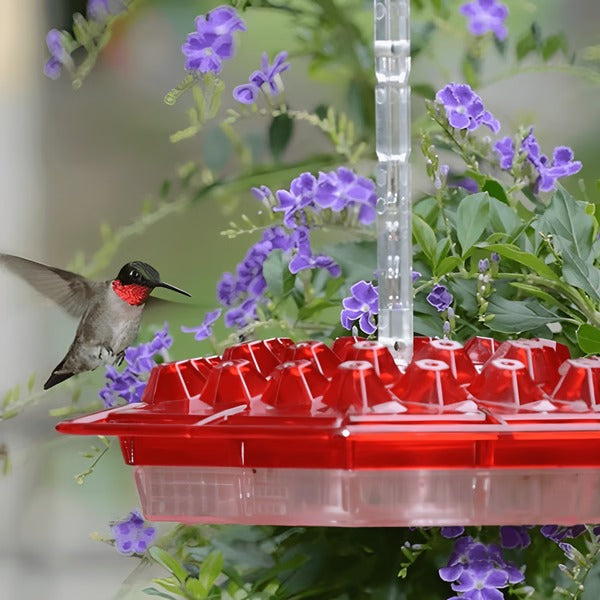 Hummingbird Feeder with Ant Moat and 30 Feeding Ports