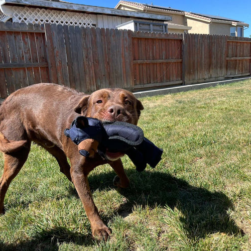 Durable Bear Dog Toy with Built-in Squeaker and Reinforced Stitching for Heavy Chewers