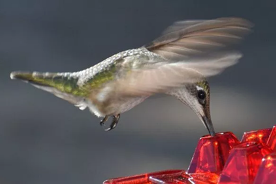 Diamond Shaped Hummingbird Feeder with Bee Blocking Ports and Raised Design