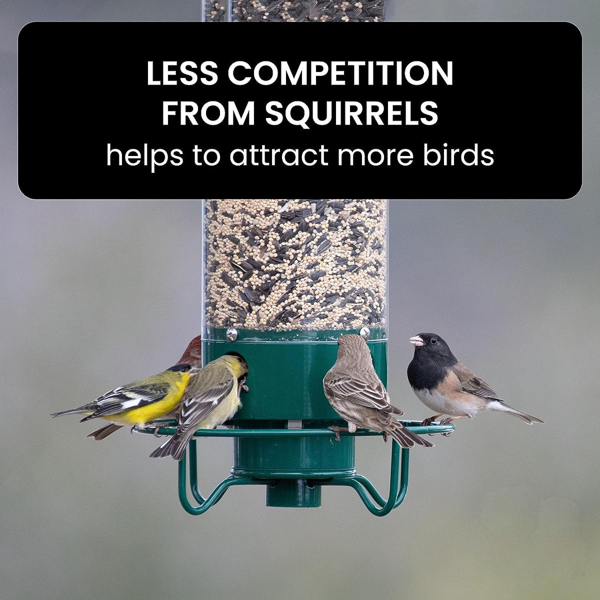 Wild Bird Feeder with Spinning Perch and Metal Cap, 5-Pound Capacity
