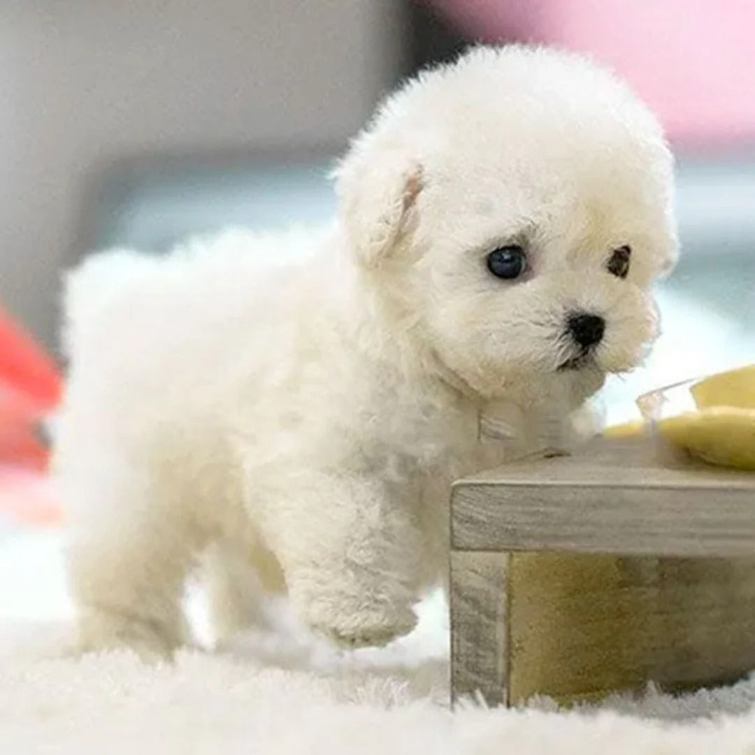 Interactive Robotic Puppy with Voice Recognition and Touch Sensors, Portable Carry Pouch