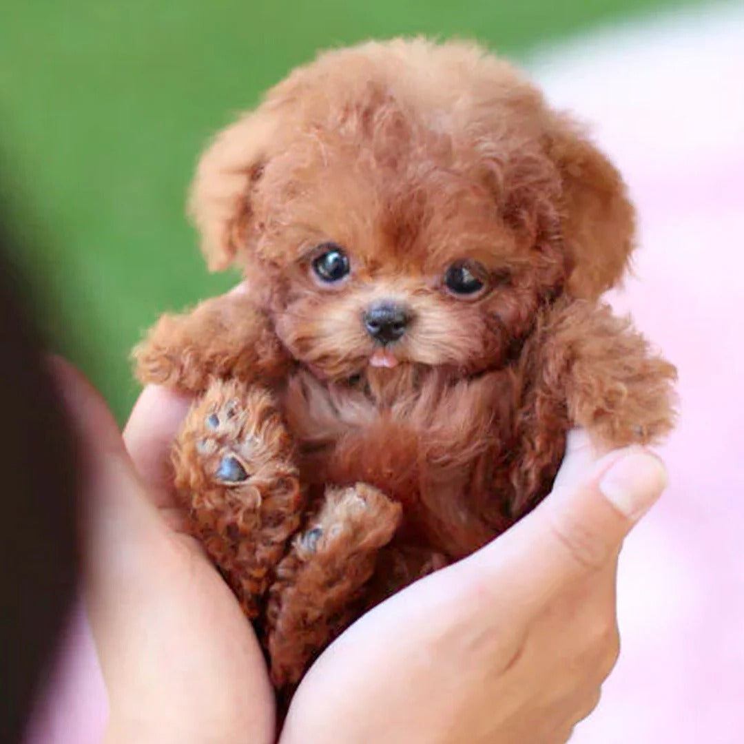 Interactive Robotic Puppy with Voice Recognition and Touch Sensors, Portable Carry Pouch