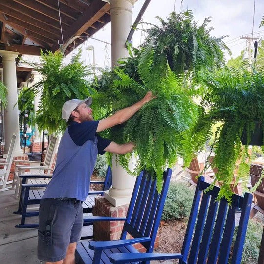 Artificial Boston Fern with 18 Flexible Branches and UV Resistant Coating for Indoor Outdoor Use