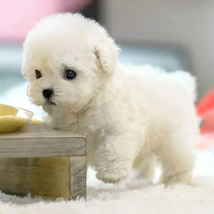 Voice Activated Robotic Puppy with Touch Sensitive Reactions and Adaptive Behavior, Portable Carry Pouch Included