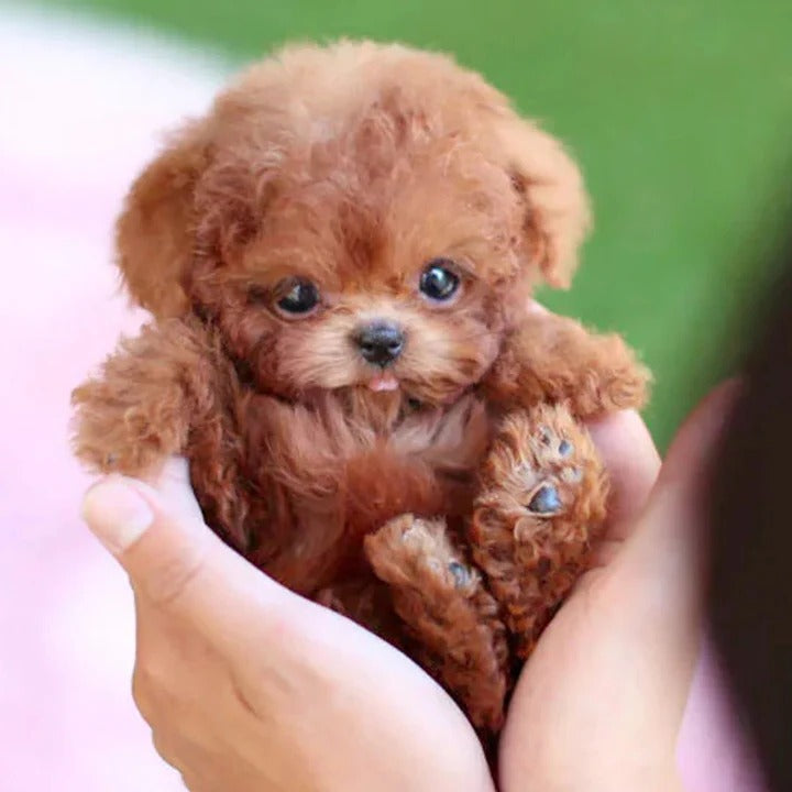 Voice Activated Robotic Puppy with Touch Sensitive Reactions and Adaptive Behavior, Portable Carry Pouch Included