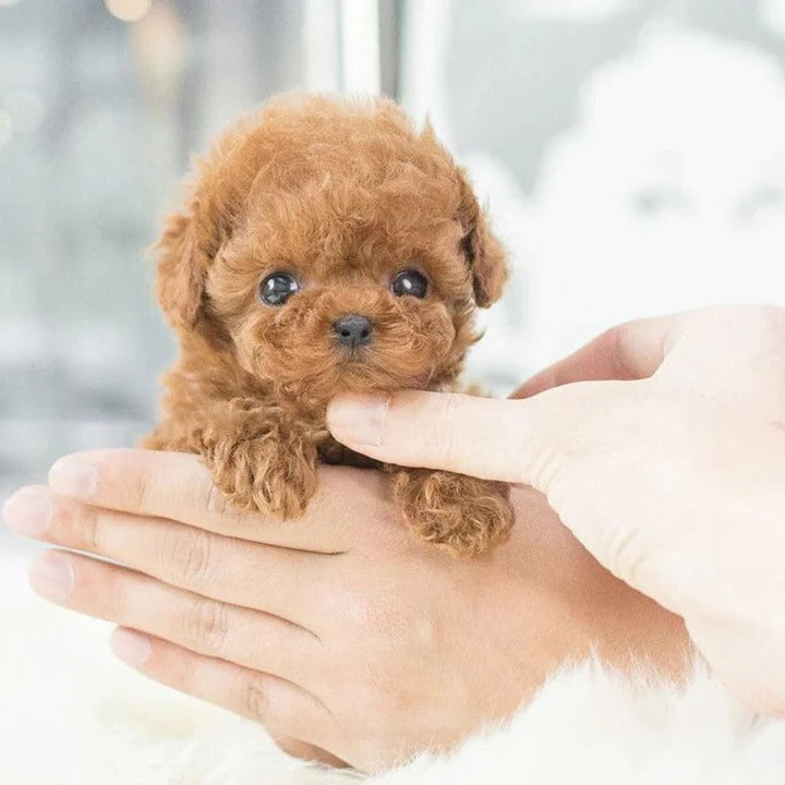 Voice Activated Robotic Puppy with Touch Sensitive Reactions and Adaptive Behavior, Portable Carry Pouch Included
