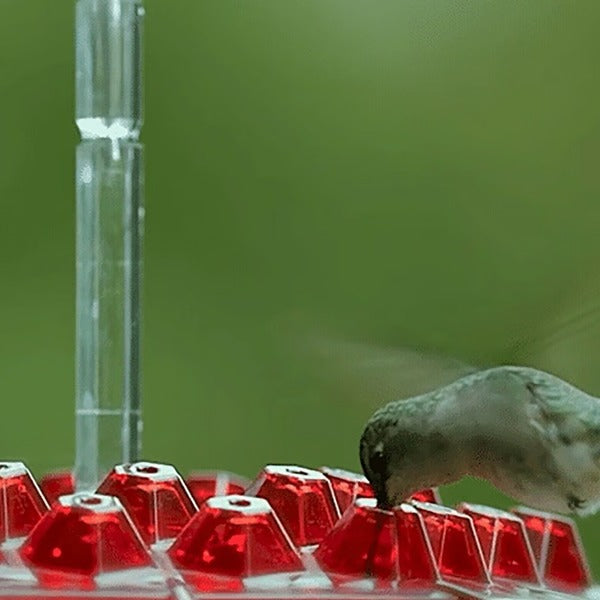 Hummingbird Feeder with Ant Moat and 30 Feeding Ports