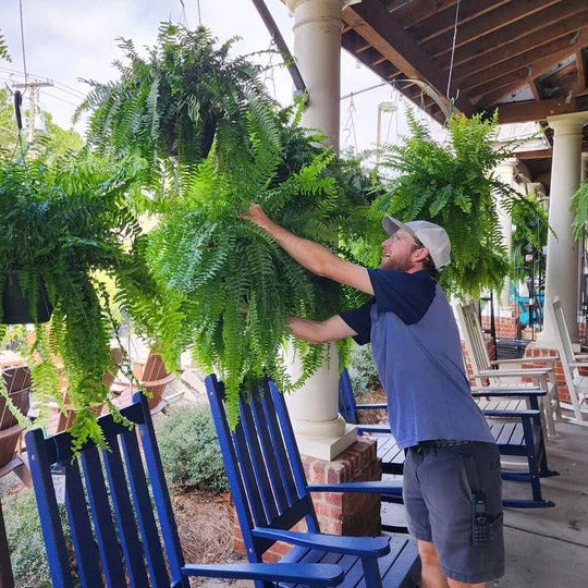 Artificial Boston Fern with UV Resistant Polyethylene and 18 Branches for Indoor Outdoor Use